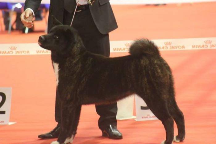 Holly du Territoire des Ours 12 mois - Akita Américain (1 an)