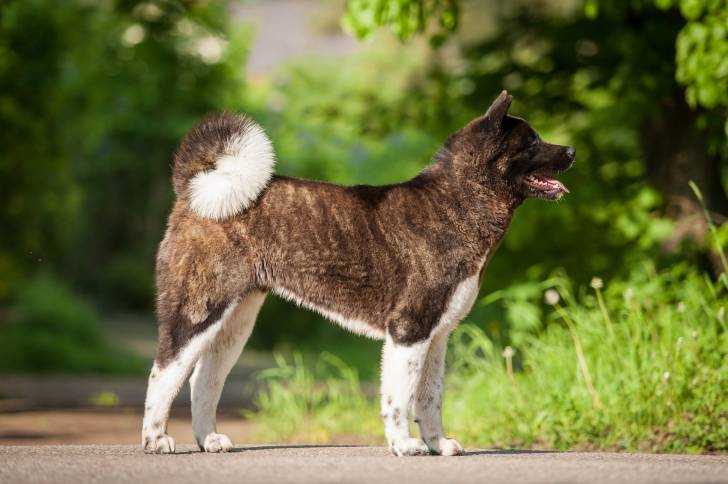Photo Akita Américain