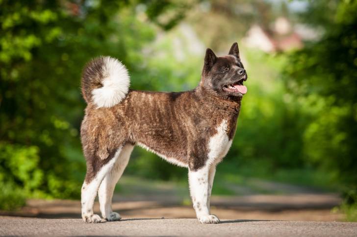 Photo Akita Américain