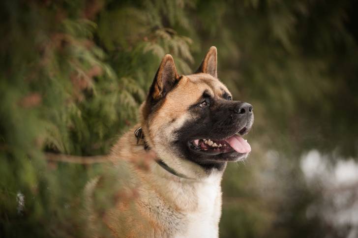 Photo Akita Américain