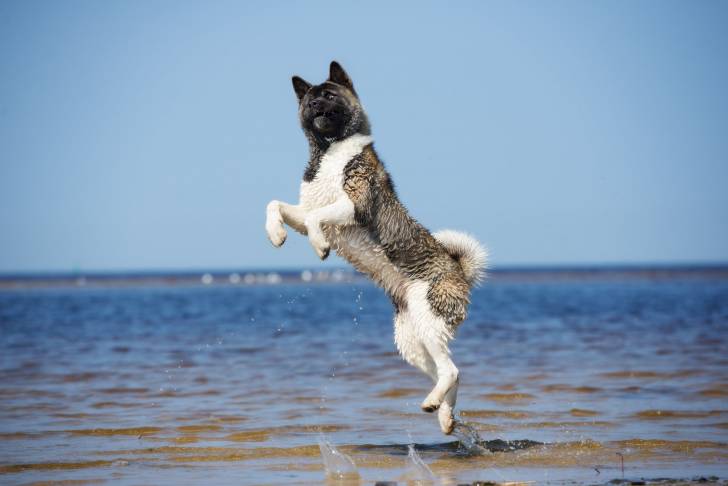 Photo Akita Américain
