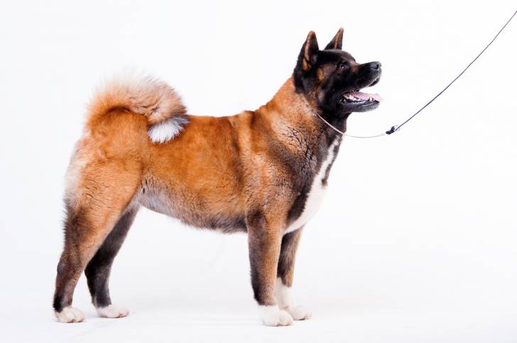Photo Akita Américain