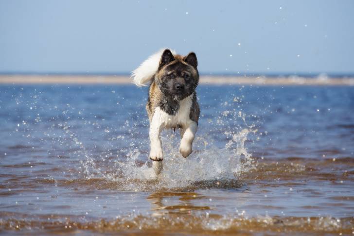 Photo Akita Américain