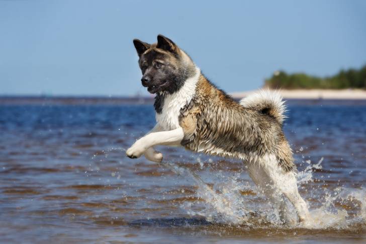 Photo Akita Américain