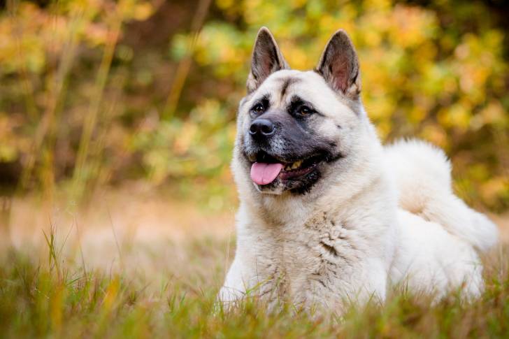 Photo Akita Américain
