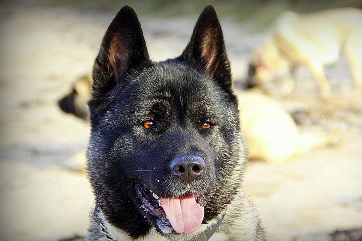 Photo Akita Américain