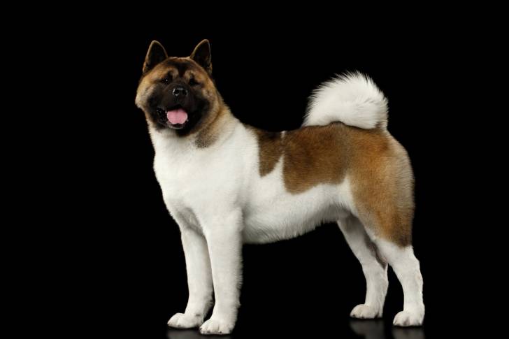 Photo Akita Américain