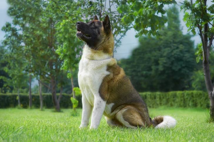 Photo Akita Américain