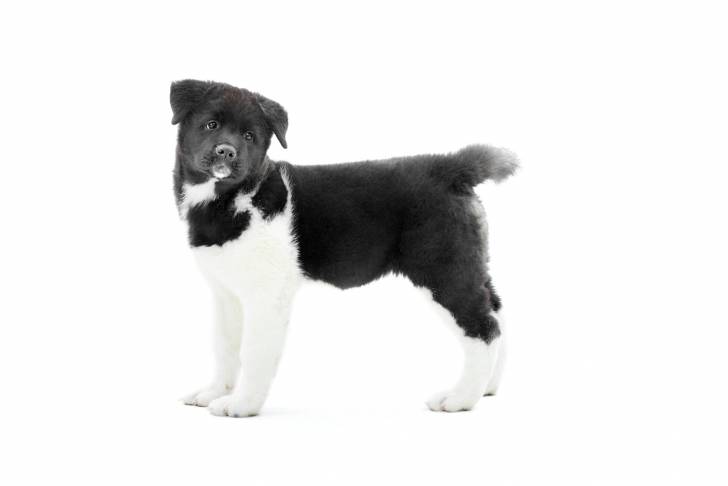 Photo Akita Américain