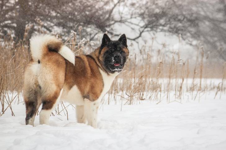 Photo Akita Américain