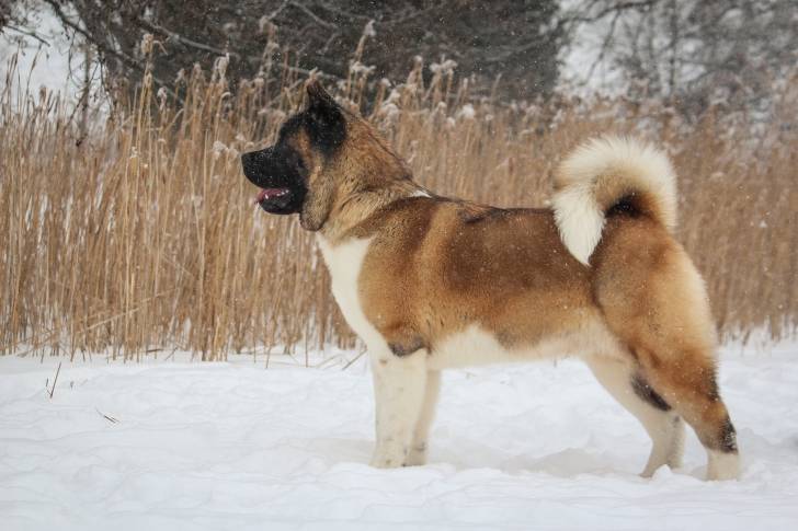 Photo Akita Américain