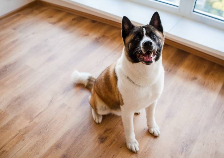 Photo Akita Américain