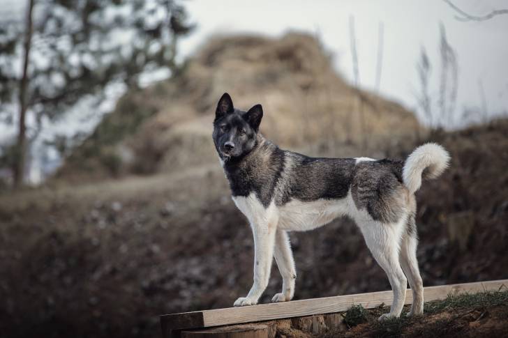 Photo Akita Américain