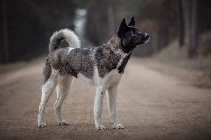 Photo Akita Américain