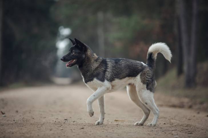 Photo Akita Américain