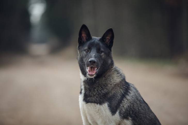 Photo Akita Américain