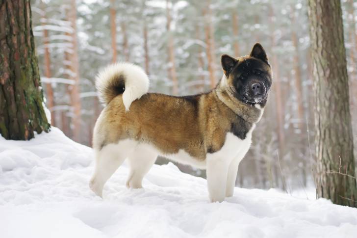 Photo Akita Américain