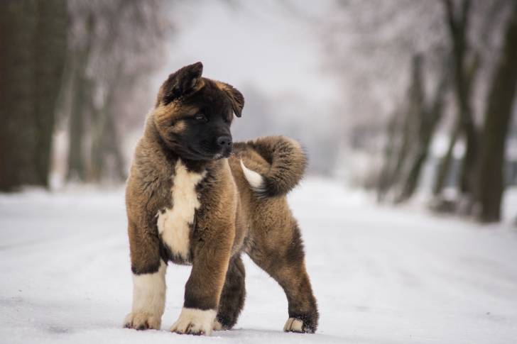 Photo Akita Américain