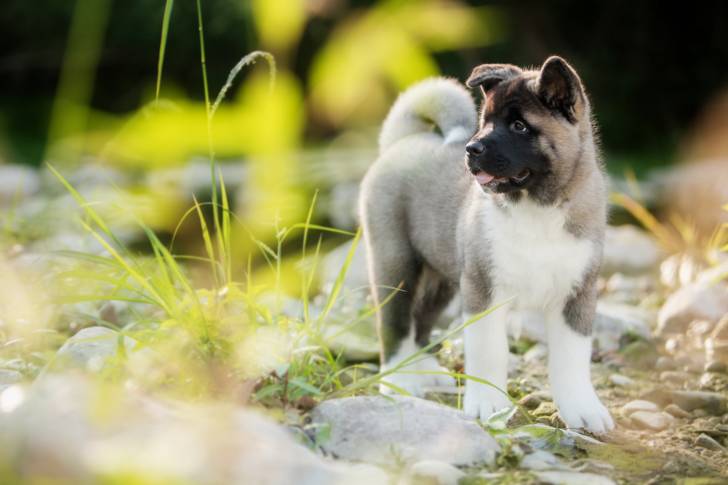 Photo Akita Américain