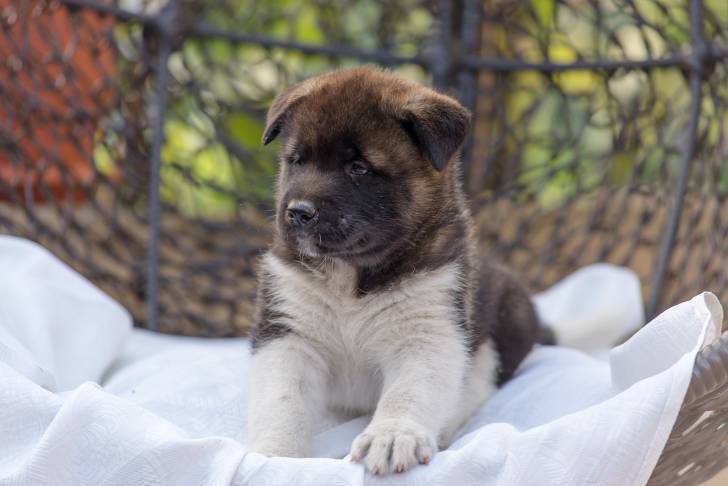 Photo Akita Américain