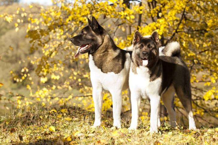 Photo Akita Américain