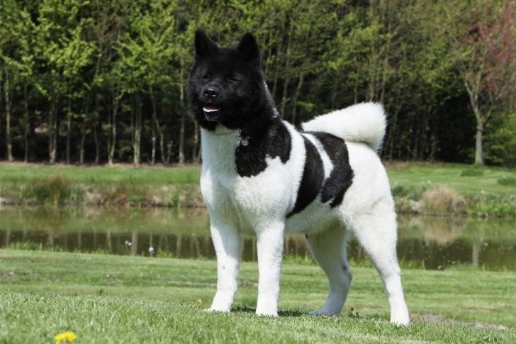 Photo Akita Américain