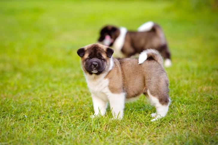 Photo Akita Américain