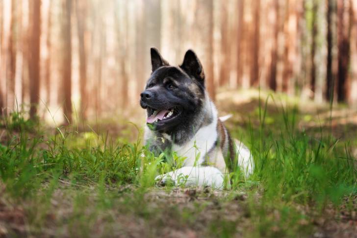 Photo Akita Américain
