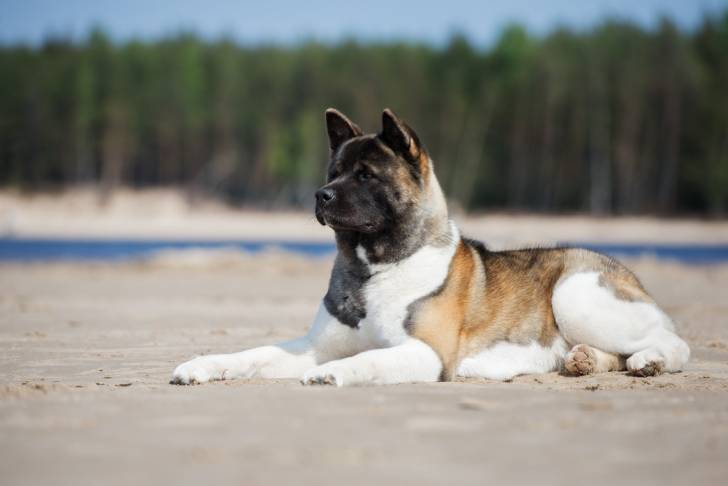 Photo Akita Américain