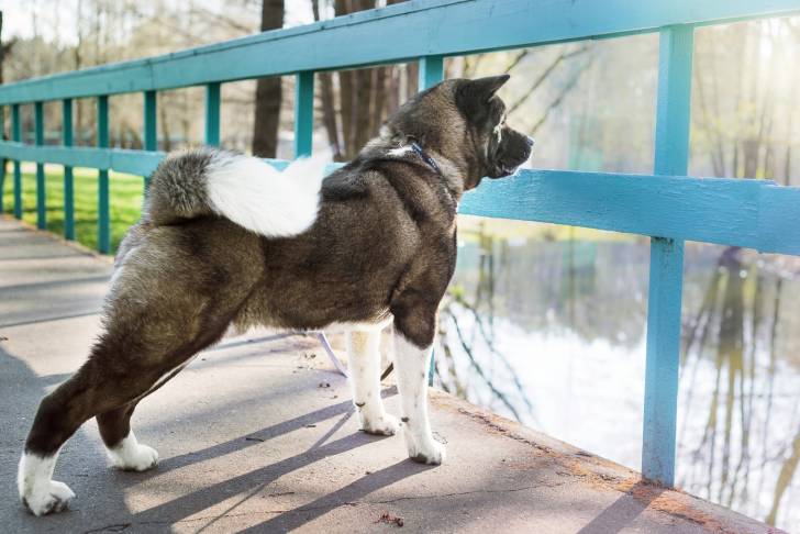 Photo Akita Américain