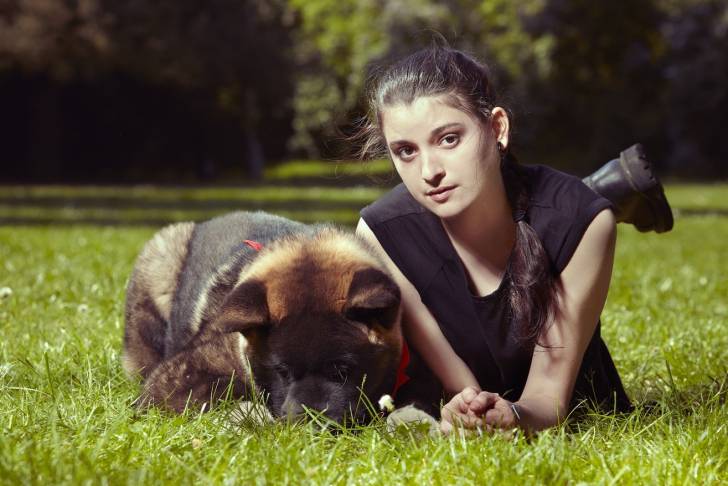 Photo Akita Américain