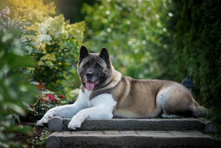 Photo Akita Américain
