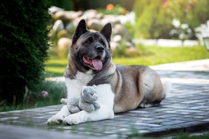 Photo Akita Américain