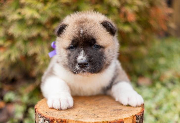 Photo Akita Américain
