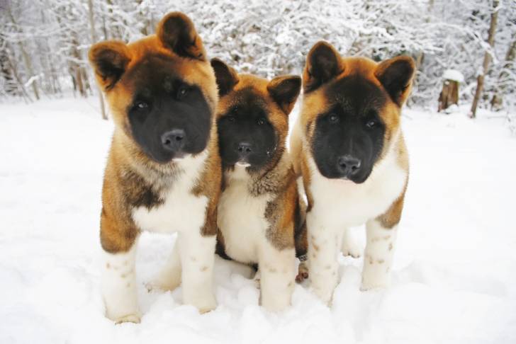 Photo Akita Américain