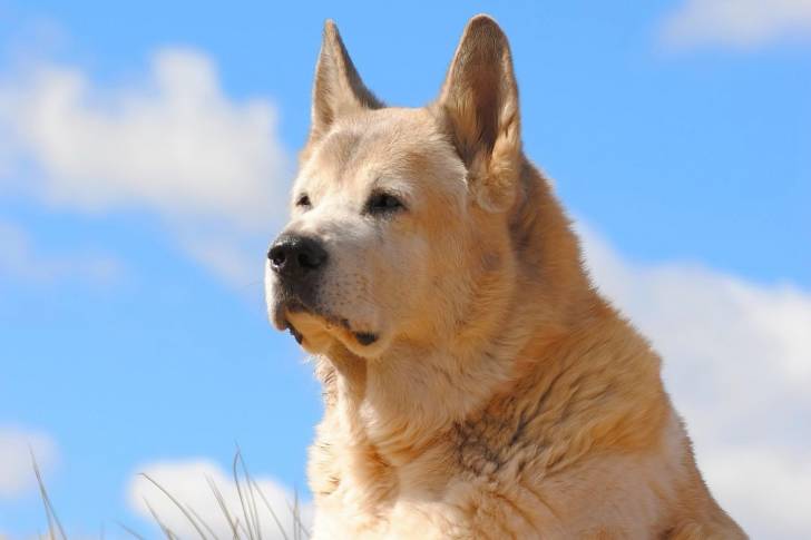 Photo Akita Américain