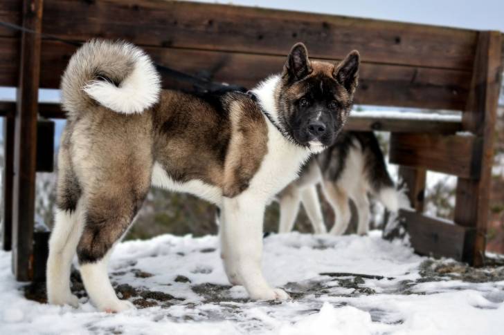 Photo Akita Américain