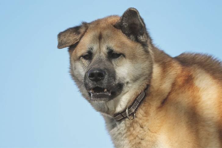 Photo Akita Américain