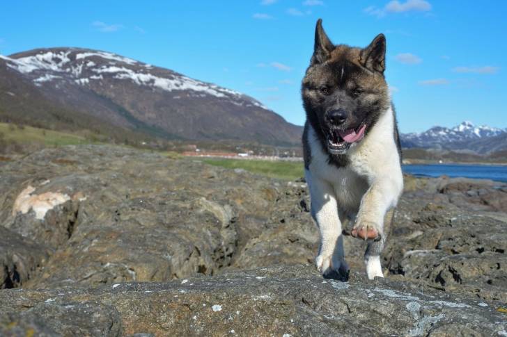Photo Akita Américain