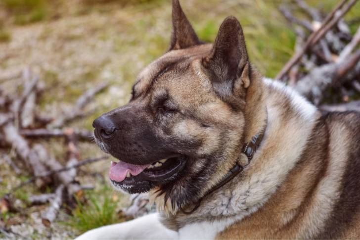 Photo Akita Américain