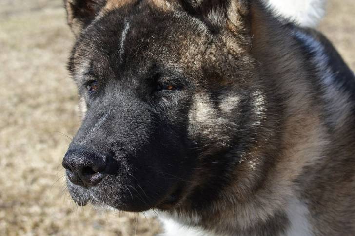 Photo Akita Américain