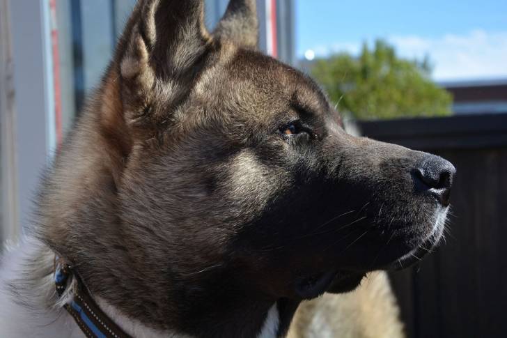 Photo Akita Américain