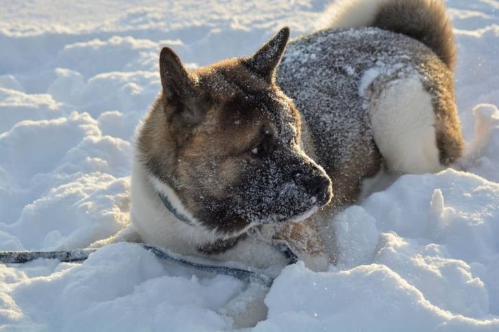 Photo Akita Américain