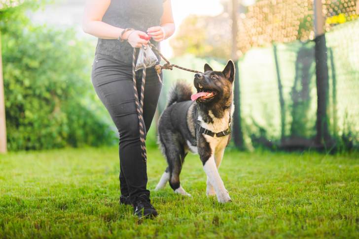 Un Akita Américain en promenade avec son propriétaire 