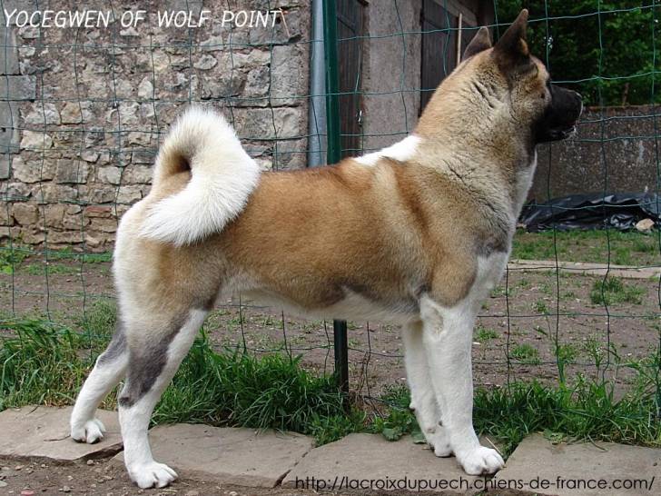 Yoci - Akita Américain (5 ans)
