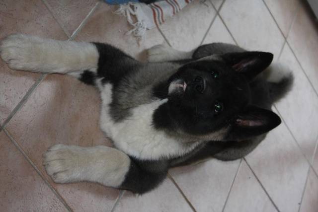 Kénavo - Akita Américain Mâle (4 ans)