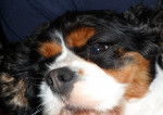 Eclipse - Cavalier King Charles Spaniel (2 ans)