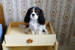 Helsie - Cavalier King Charles Spaniel (7 mois)