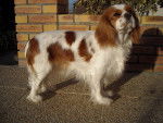 Coco - Cavalier King Charles Spaniel (2 ans)