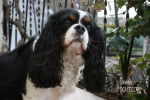 Caline - Cavalier King Charles Spaniel (6 ans)
